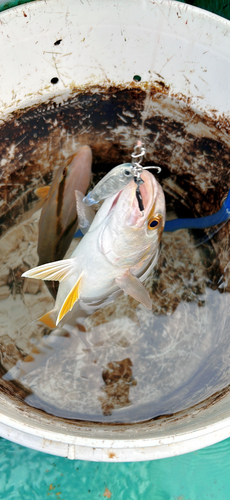 ショゴの釣果