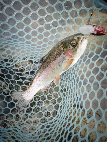 ニジマスの釣果