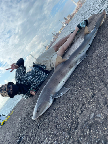 ドチザメの釣果