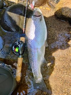 ニジマスの釣果