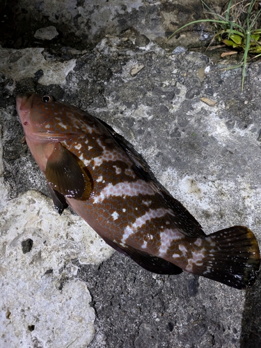 キジハタの釣果