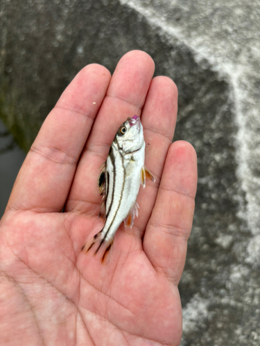 コトヒキの釣果