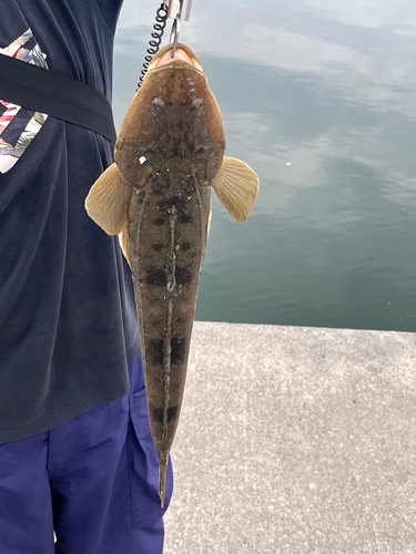 マゴチの釣果