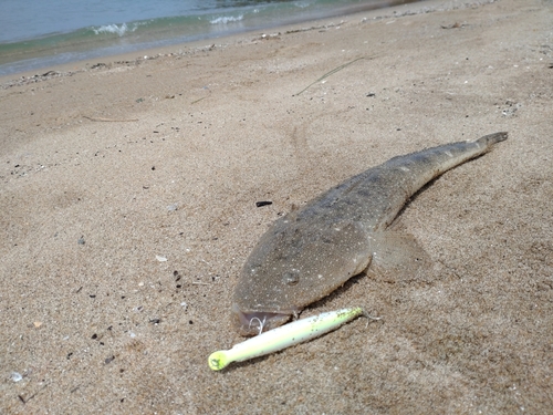 マゴチの釣果