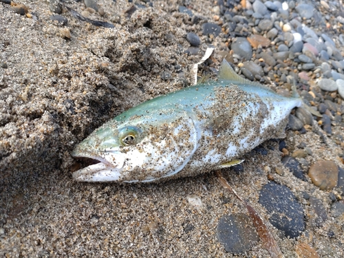 ワカシの釣果