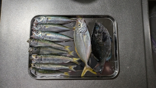 シマアジの釣果