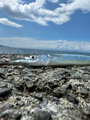 サヨリの釣果