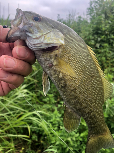 スモールマウスバスの釣果