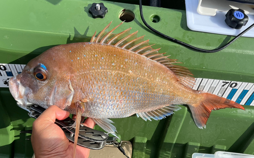 タイの釣果