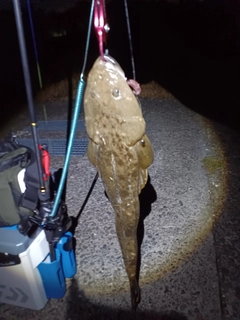 マゴチの釣果