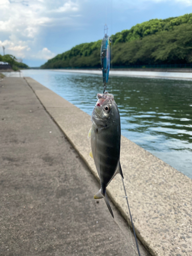 メッキの釣果