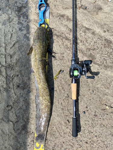 ナマズの釣果