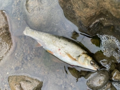 ウグイの釣果