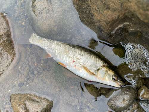 ウグイの釣果