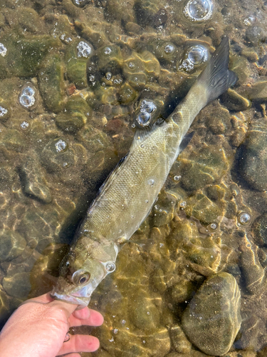 セイゴ（ヒラスズキ）の釣果