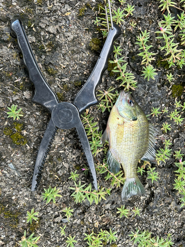 ブルーギルの釣果