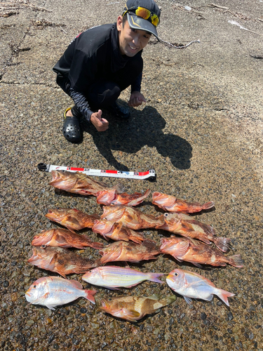 ウッカリカサゴの釣果