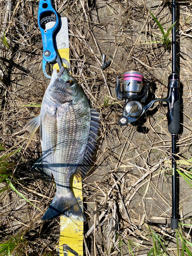 クロダイの釣果