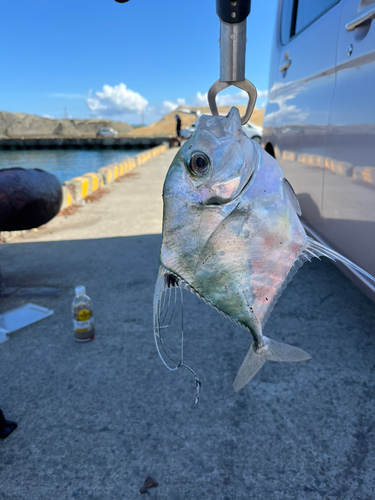 イトヒキアジの釣果