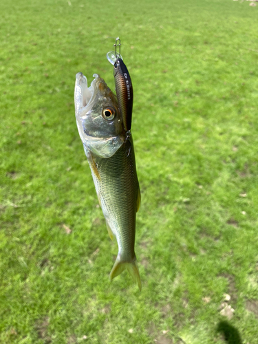 ハスの釣果