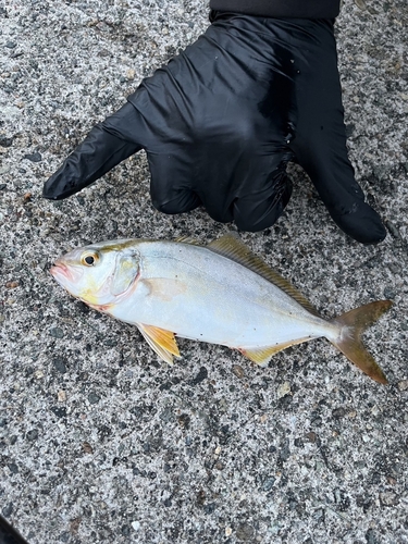 シオの釣果