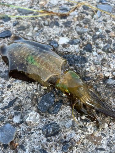 アオリイカの釣果