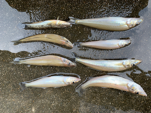 シロギスの釣果