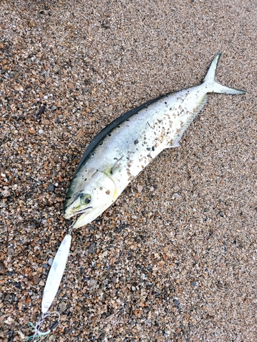 シイラの釣果