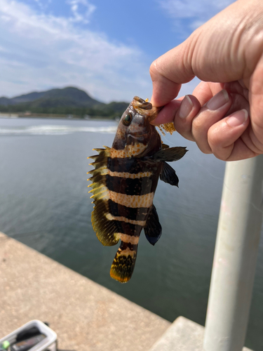 アオハタの釣果