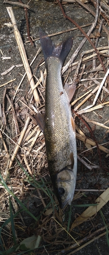 ウグイの釣果