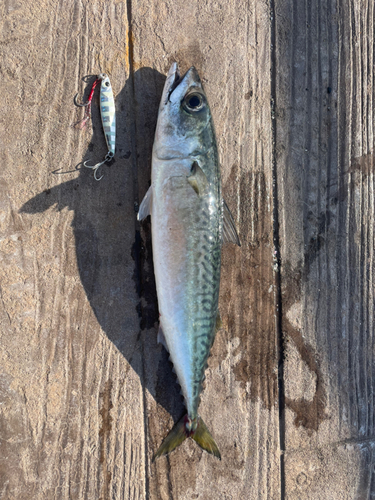 サバの釣果