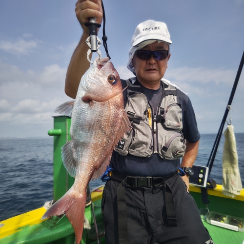 マダイの釣果