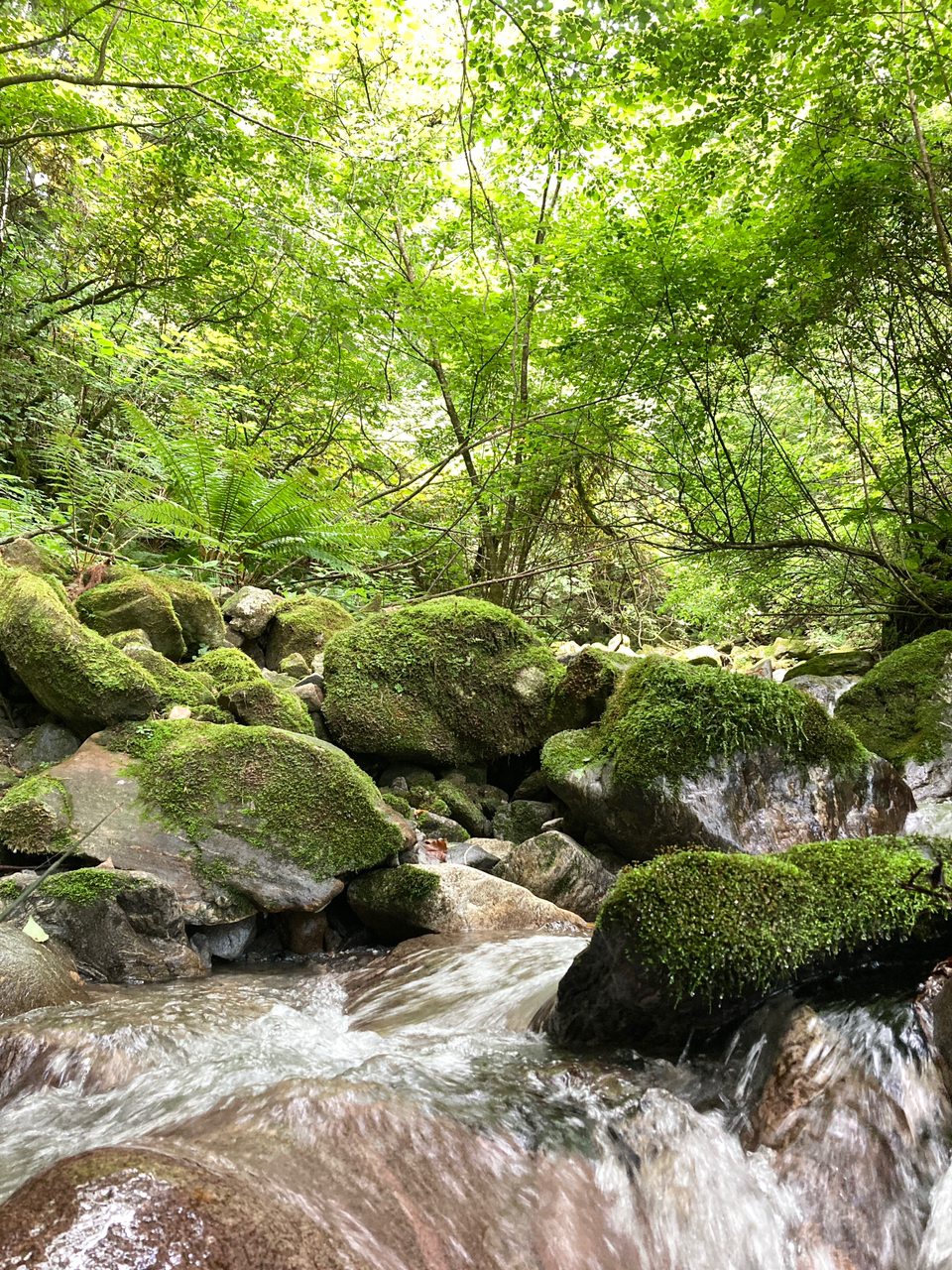 イワナ