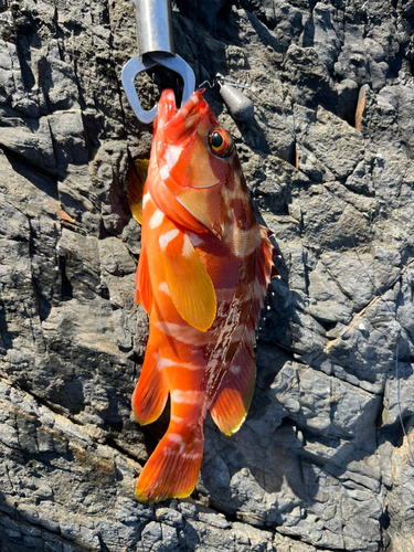 アカハタの釣果