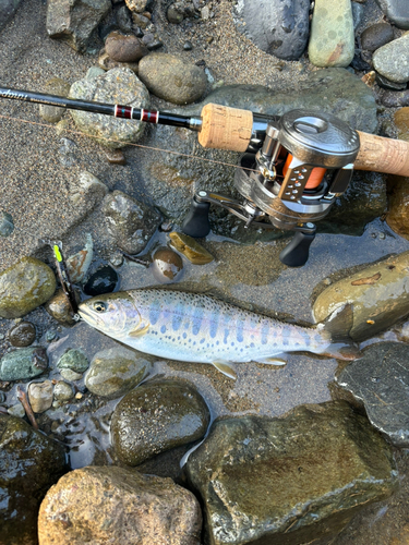 ヤマメの釣果