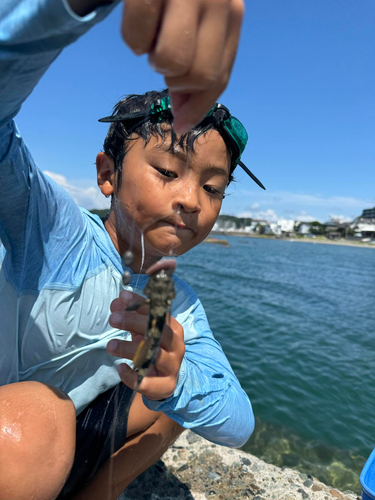 ハゼの釣果