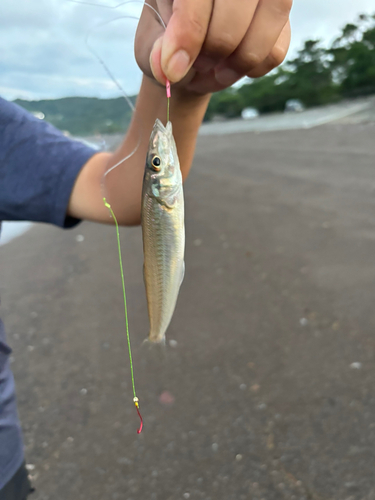 キスの釣果