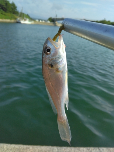 イシモチの釣果