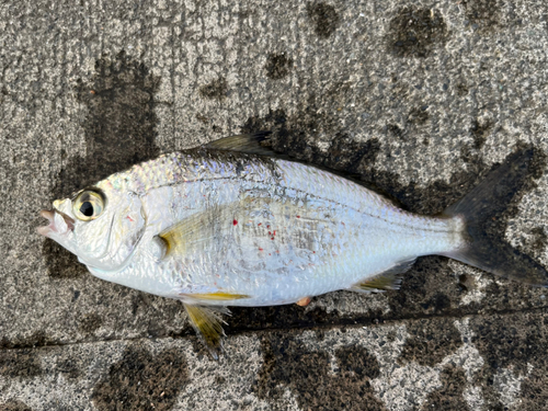 クロサギの釣果