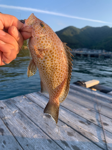 オオモンハタの釣果