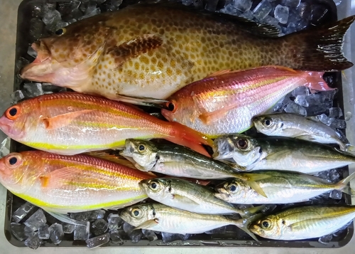 オオモンハタの釣果