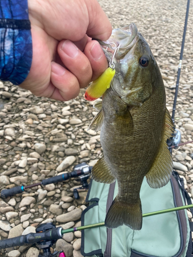 スモールマウスバスの釣果