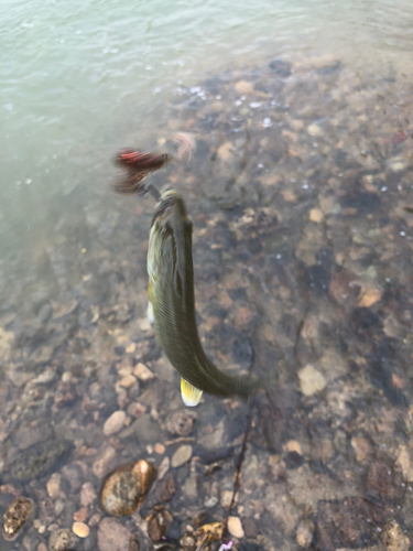 スモールマウスバスの釣果