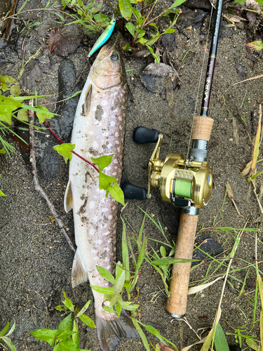 アメマスの釣果