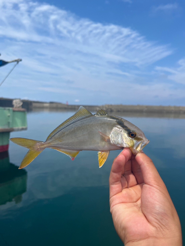 ショゴの釣果