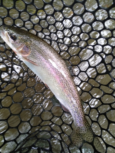 トラウトの釣果