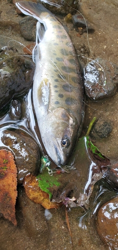 ヤマメの釣果