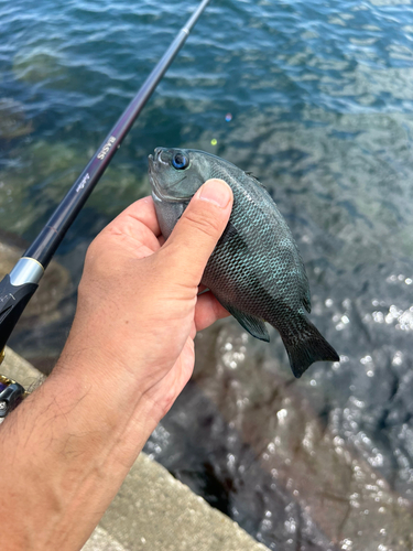 クチブトグレの釣果