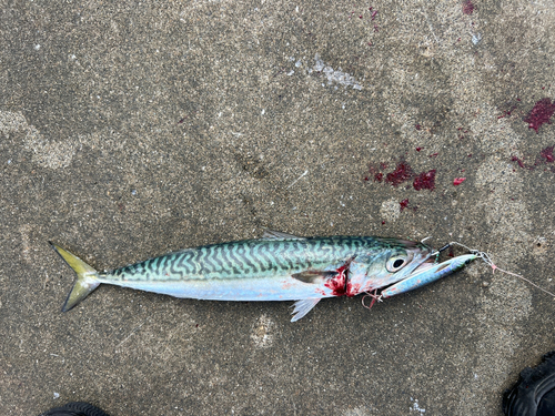 サバの釣果