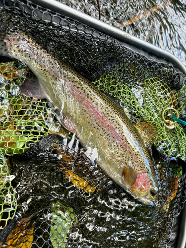 レインボートラウトの釣果